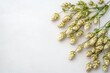 © Andrii - Freshly harvested hop cones arranged on a light background ideal for brewing or decorative purposes