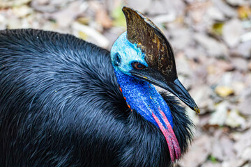 Cassowary in Far North Queensland, Australia