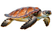 © PHOTOS AI - turtle isolated on white background