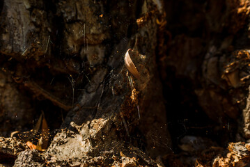 background texture and wood bark