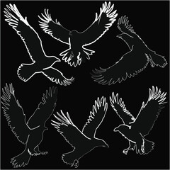 Canvas Print - six birds in flight outlines collection isolated on black