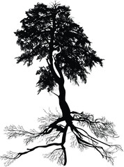 Wall Mural - black isolated high tree with root and trunk