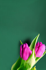 Fresh flower composition, bouquet of bi color tulips