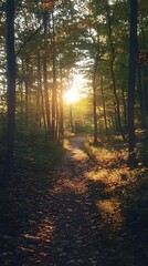 Canvas Print - Golden Sunset Through Trees on a Forest Path