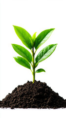 A vibrant green plant sprouting from rich, dark soil, symbolizing growth and environmental vitality.