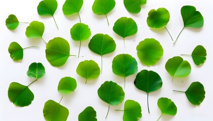 Wall Mural - Minimalist composition of vibrant green leaves in a circular arrangement highlighting natures freshness against a clean white backdrop