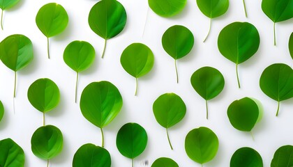 Wall Mural - Minimalist composition of vibrant green leaves in a circular arrangement highlighting natures freshness against a clean white backdrop