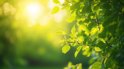 Sunlight shining through lush green leaves in summer forest