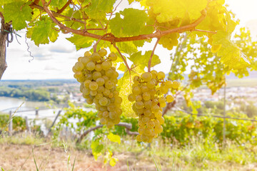 Two bunches of white grapes hanging from a vine against a beautiful landscape.