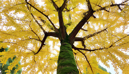 Autumn vibes, ancient ginkgo trees expressing emotions.