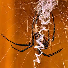 Spider on Spiderweb