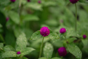 flower in the garden