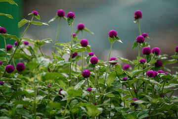 pink flowers in the garden