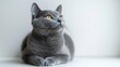 © frank29052515 - Vibrant Russian Blue Cat in Full Body Portrait