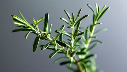 Delicate green rosemary sprig with lush leaves