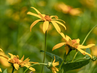 Black eyed susan wildflowers in a field in Warren County, Pennsylvania, USA on a sunny summer day with a blurred background