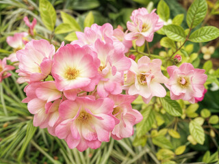 Wild rose pink flower isolated on white,Various cut flowers, detail