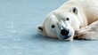 © Kanakorn - Exhausted polar bear lying on ice, closeup, dim light, lonely atmosphere