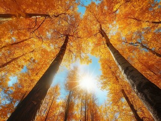 Wall Mural - tall fall trees with their golden leaves glowing in the afternoon sunlight