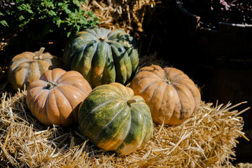 Colorful pumpkins arranged on straw bales at a farm during autumn season