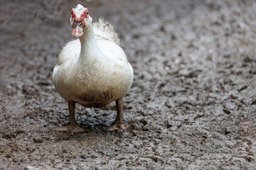 Poster - The white duck is happy on mud in farm after rainny day