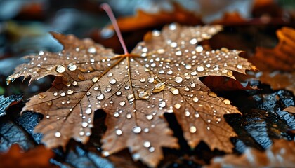 Wall Mural - Autumn forest floor adorned with a brown maple leaf glistening from fresh raindrops