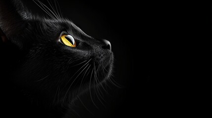 A close-up profile of a black cat against a dark background, showcasing its striking yellow eye and sleek fur.