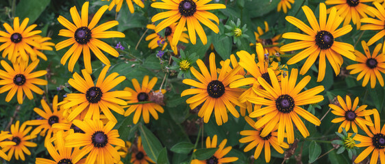 Bright yellow rudbeckia in close-up. Panoramic