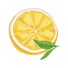 Hand drawn vector lemon sketch. Blossom plant with two leaves. Lemon half. Сitrus. Orange, lime,
grapefruit. Vector illustration. Great for poster, menu or label.