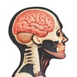 © Peter@studio5 - A human head in a side profile view, showing the brain inside the skull, head, brain, profile, clipart