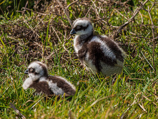 Cape Barren Geese Two Goslings