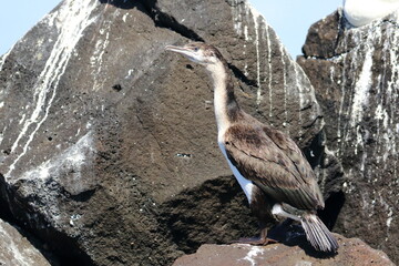 juvenile cormorant