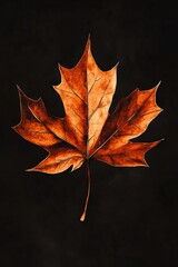 Wall Mural - A single orange leaf on a black background