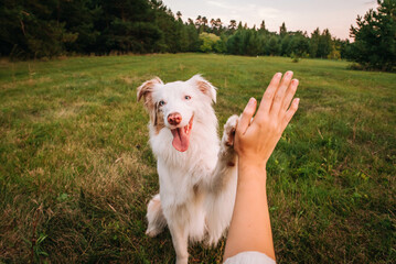 beautiful dog australian shepherd red merle gives a paw to the owner high five friendship between a 