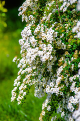 Spirea bushes bloom in the spring in May
