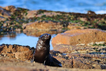 new-zealand fur seal