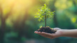 © Kanomaoi - A small, green sapling held gently in a hand, symbolizing growth, hope, and environmental conservation