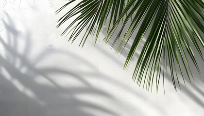 Abstract grey shadow of palm leaf on white wall, creating a tropical wallpaper texture with foliage overlay for modern design aesthetics