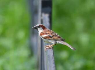 A sparrow is sitting on a black metal fence