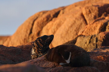 fur seal