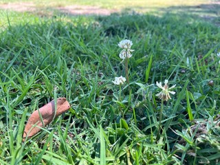 hand holding a flower