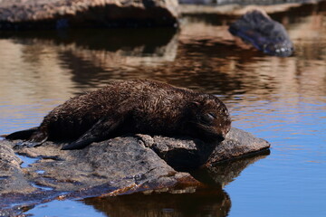 Wall Mural - fur seal pup