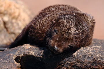 Wall Mural - fur seal pup