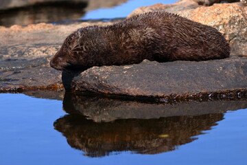 Wall Mural - fur seal pup