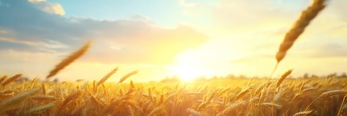 Wall Mural -  A field of tall grass with the sun shining through the clouds in the midday