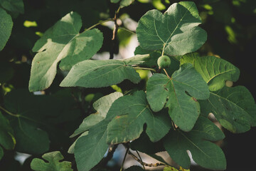 Poster - Fig leaf close up