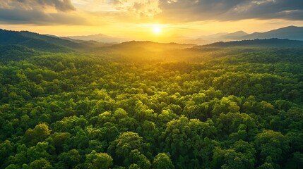 panoramic view of a lush green forest from above, capturing the beauty of a healthy ecosystem and th