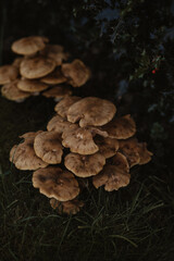 mushrooms in the forest