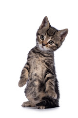 Poster - Sweet little brown house cat kitten, sitting up on hind paws like meerkat. Looking towards camera. Isolated on a white background.