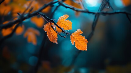 Sticker -  Two orange leaves with water droplets on a tree branch against a blurred background